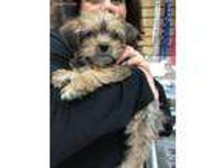Shorkie Tzu Puppy for sale in Delmar, NY, USA