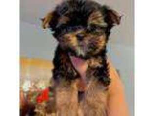 Yorkshire Terrier Puppy for sale in Brookfield, IL, USA
