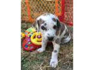 Great Dane Puppy for sale in Martinez, CA, USA