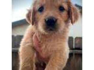 Golden Retriever Puppy for sale in Fresno, CA, USA