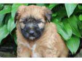 Soft Coated Wheaten Terrier Puppy for sale in Goshen, IN, USA