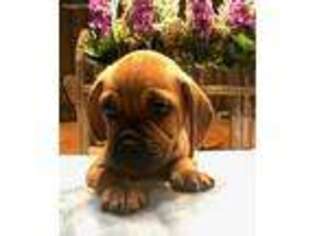 Puggle Puppy for sale in Gurnee, IL, USA
