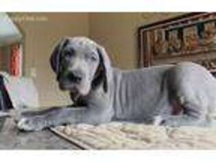 Great Dane Puppy for sale in Knoxville, TN, USA