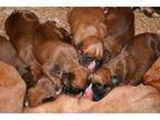 Boxer Puppy for sale in Seekonk, MA, USA