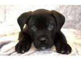 Alapaha Blue Blood Bulldog Puppy for sale in Pine Bush, NY, USA