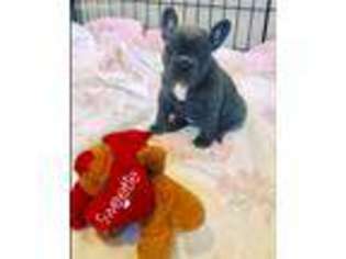 French Bulldog Puppy for sale in Lookeba, OK, USA