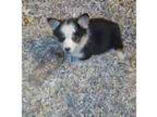 Pembroke Welsh Corgi Puppy for sale in Mechanicsville, MD, USA