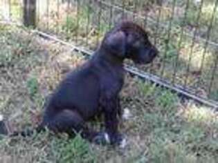 Great Dane Puppy for sale in Choctaw, OK, USA