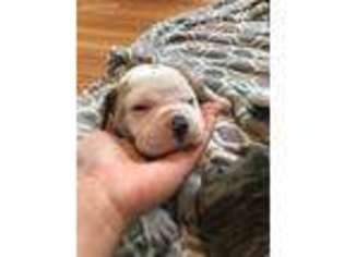 American Bulldog Puppy for sale in Buffalo, NY, USA