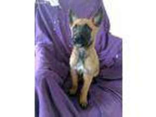 Belgian Malinois Puppy for sale in Clarksville, OH, USA