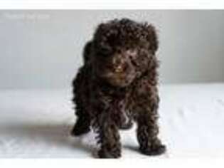Havanese Puppy for sale in Rochester Hills, MI, USA