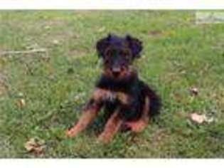 Airedale Terrier Puppy for sale in Sioux Falls, SD, USA
