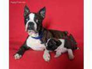 Boston Terrier Puppy for sale in Belle Center, OH, USA