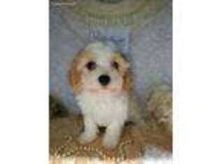 Cavachon Puppy for sale in Stanley, WI, USA