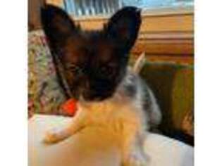 Papillon Puppy for sale in Wisconsin Dells, WI, USA