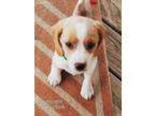 Beagle Puppy for sale in Plato, MO, USA