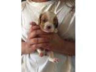 Cavalier King Charles Spaniel Puppy for sale in Snyder, TX, USA