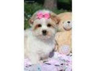 Biewer Terrier Puppy for sale in Howe, OK, USA
