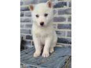 Siberian Husky Puppy for sale in Grabill, IN, USA