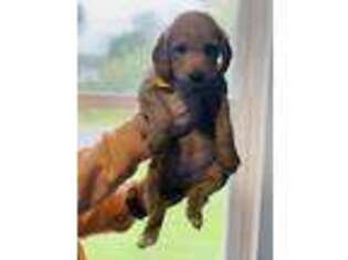 Goldendoodle Puppy for sale in Dorr, MI, USA