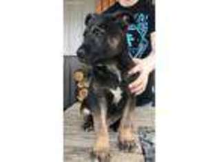Belgian Malinois Puppy for sale in Lonsdale, AR, USA