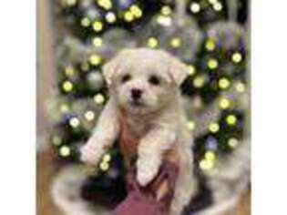Maltese Puppy for sale in State College, PA, USA