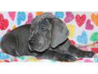 Great Dane Puppy for sale in ATHENS, AL, USA