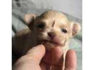 Chihuahua Puppy for sale in Coweta, OK, USA