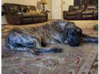 Great Dane Puppy for sale in Copan, OK, USA