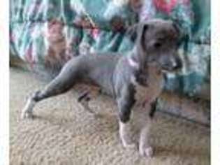 Italian Greyhound Puppy for sale in Coolville, OH, USA