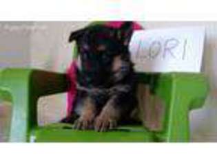 German Shepherd Dog Puppy for sale in Sheridan, MI, USA
