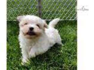 Maltese Puppy for sale in Harrisburg, PA, USA