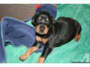 Doberman Pinscher Puppy for sale in FORT LAUDERDALE, FL, USA