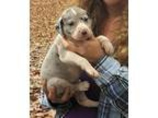 Great Dane Puppy for sale in Shelby, AL, USA