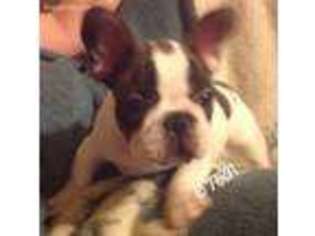 French Bulldog Puppy for sale in Athens, TN, USA