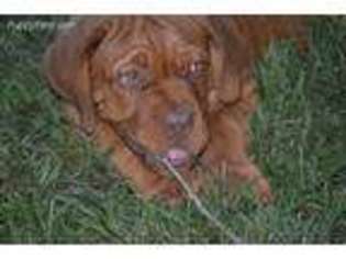 American Bull Dogue De Bordeaux Puppy for sale in Greensboro, NC, USA