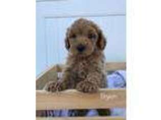 Goldendoodle Puppy for sale in Romulus, NY, USA