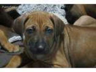 Rhodesian Ridgeback Puppy for sale in Granite Falls, WA, USA
