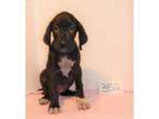 Great Dane Puppy for sale in Moravia, NY, USA