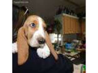 Basset Hound Puppy for sale in Hawkinsville, GA, USA