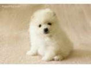 Pomeranian Puppy for sale in Leander, TX, USA