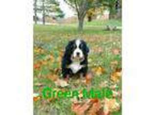 Bernese Mountain Dog Puppy for sale in Allegan, MI, USA