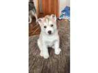 Siberian Husky Puppy for sale in Rogers, MN, USA
