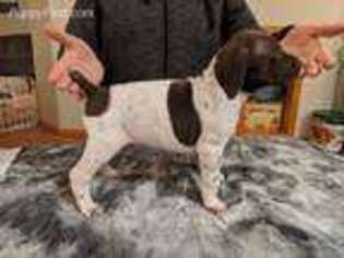 German Shorthaired Pointer Puppy for sale in Granite Falls, WA, USA