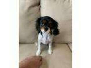 Cavalier King Charles Spaniel Puppy for sale in Red House, WV, USA