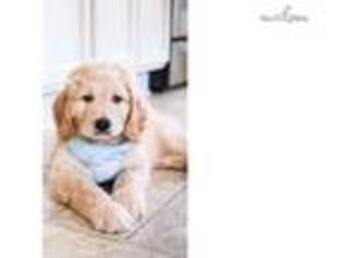 Goldendoodle Puppy for sale in Greensboro, NC, USA