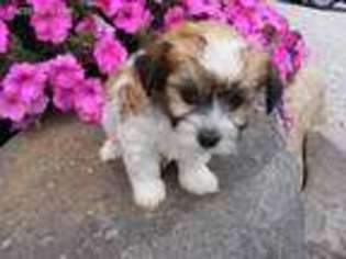 Havanese Puppy for sale in South Whitley, IN, USA