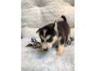 Siberian Husky Puppy for sale in Patterson, GA, USA