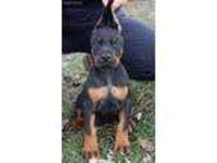 Doberman Pinscher Puppy for sale in Rogersville, TN, USA