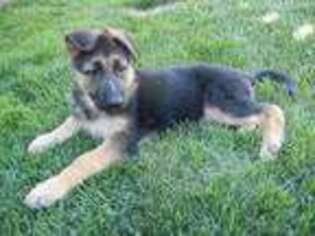 German Shepherd Dog Puppy for sale in Cheswick, PA, USA